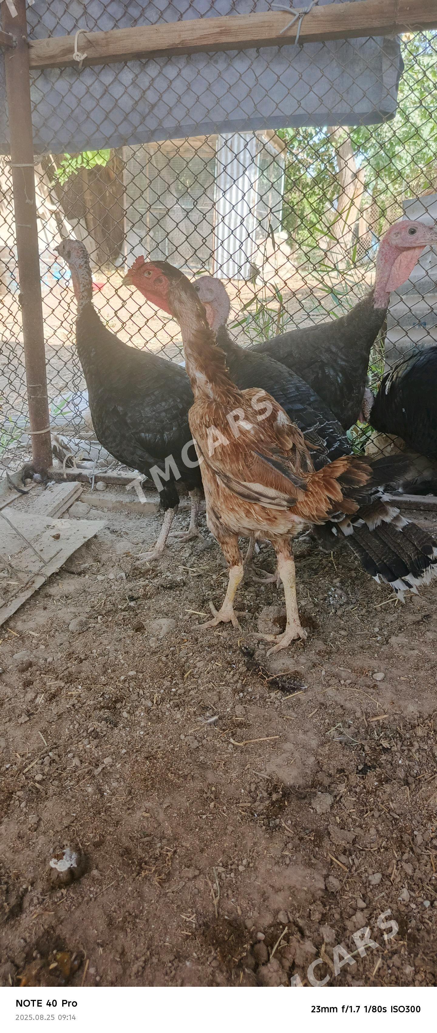 Baysok Towuk İnduk - Sakarçäge - img 2