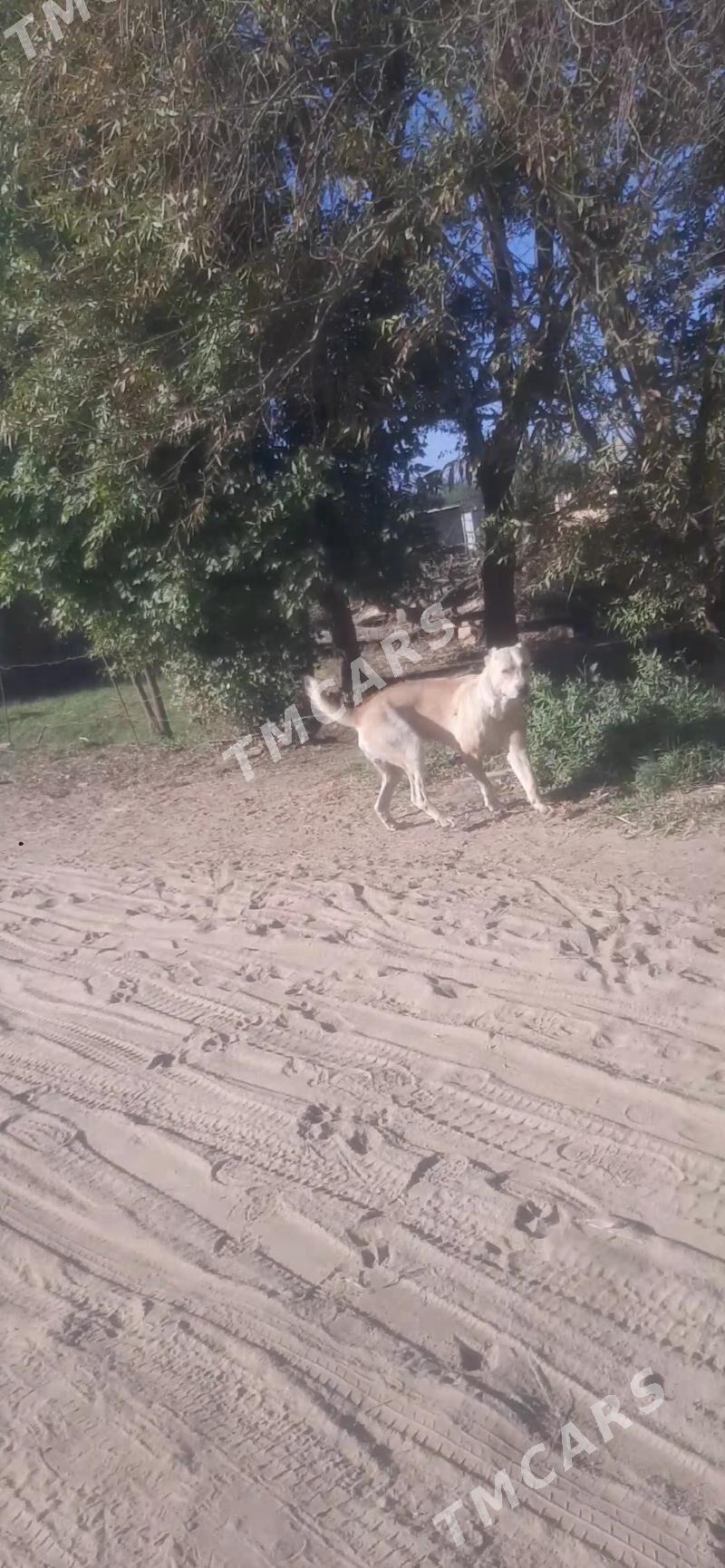 Loty - Теджен - img 2
