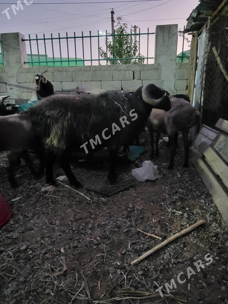 Goc - Ашхабад - img 2