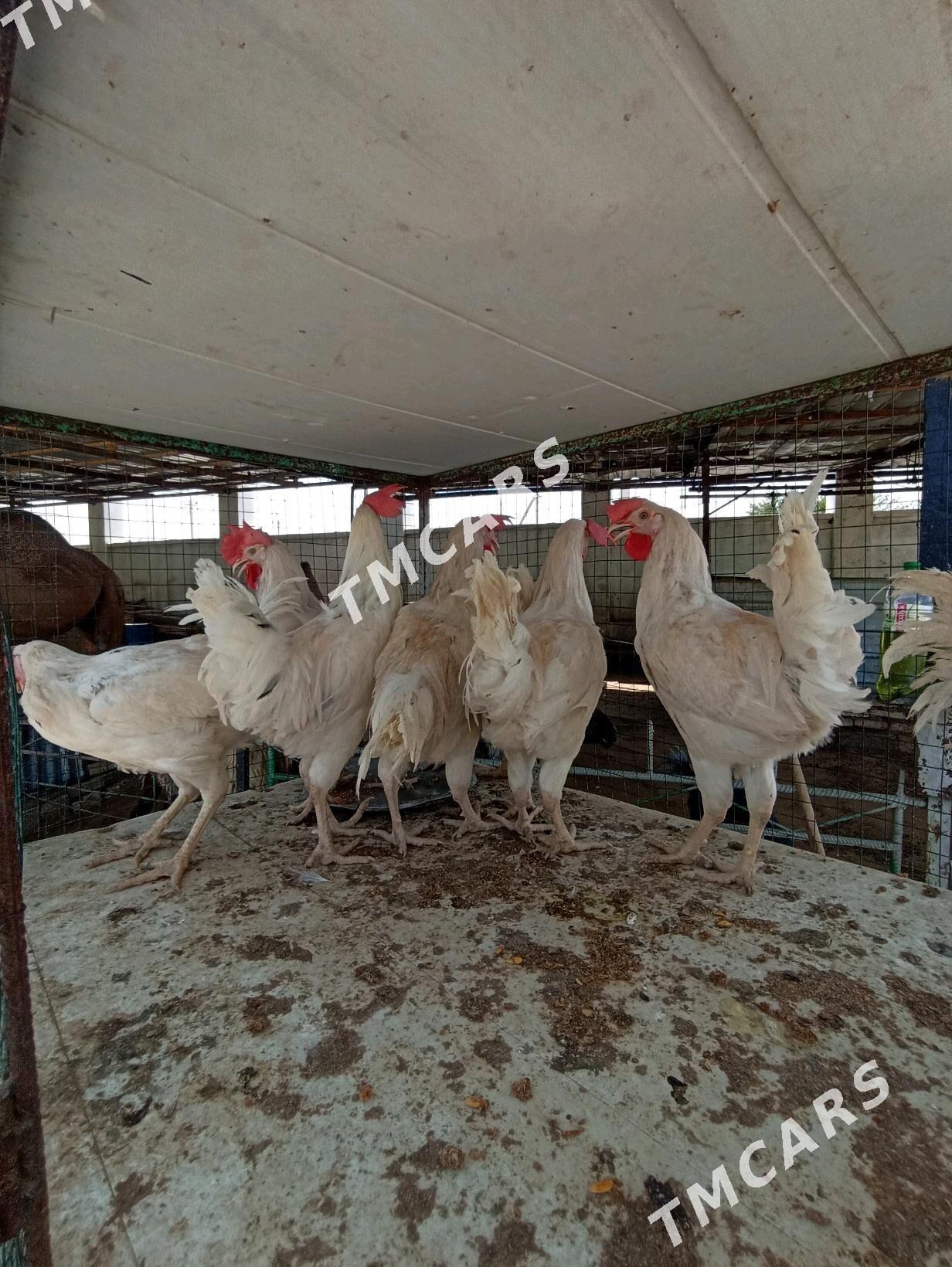 towuk juje horaz - Aşgabat - img 2