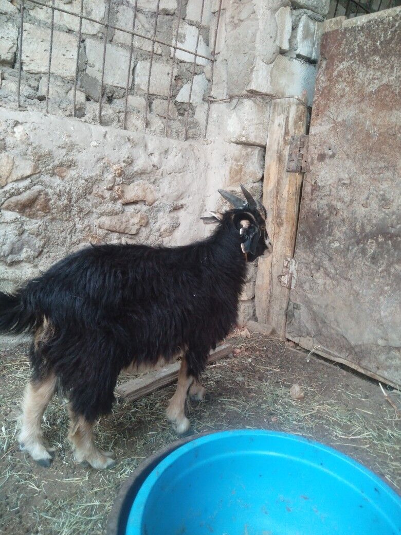Cewis - Balkanabat - img 2