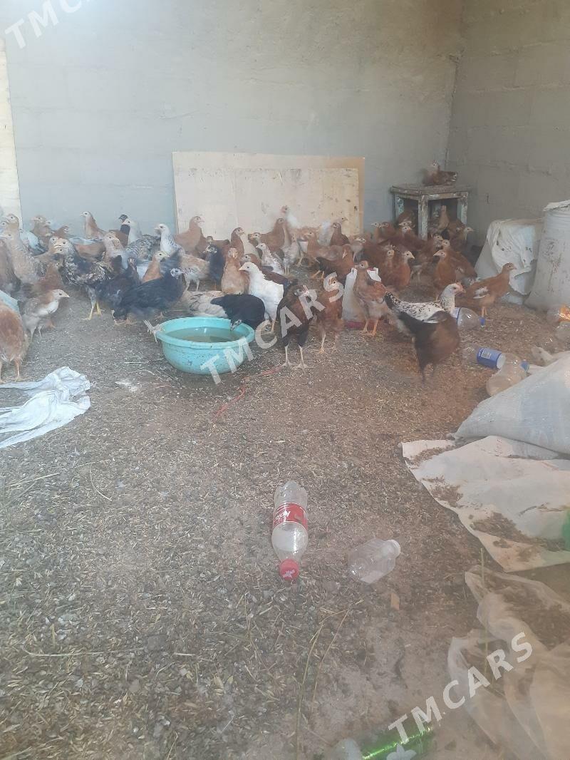 yaş towuk - Gökdepe - img 2