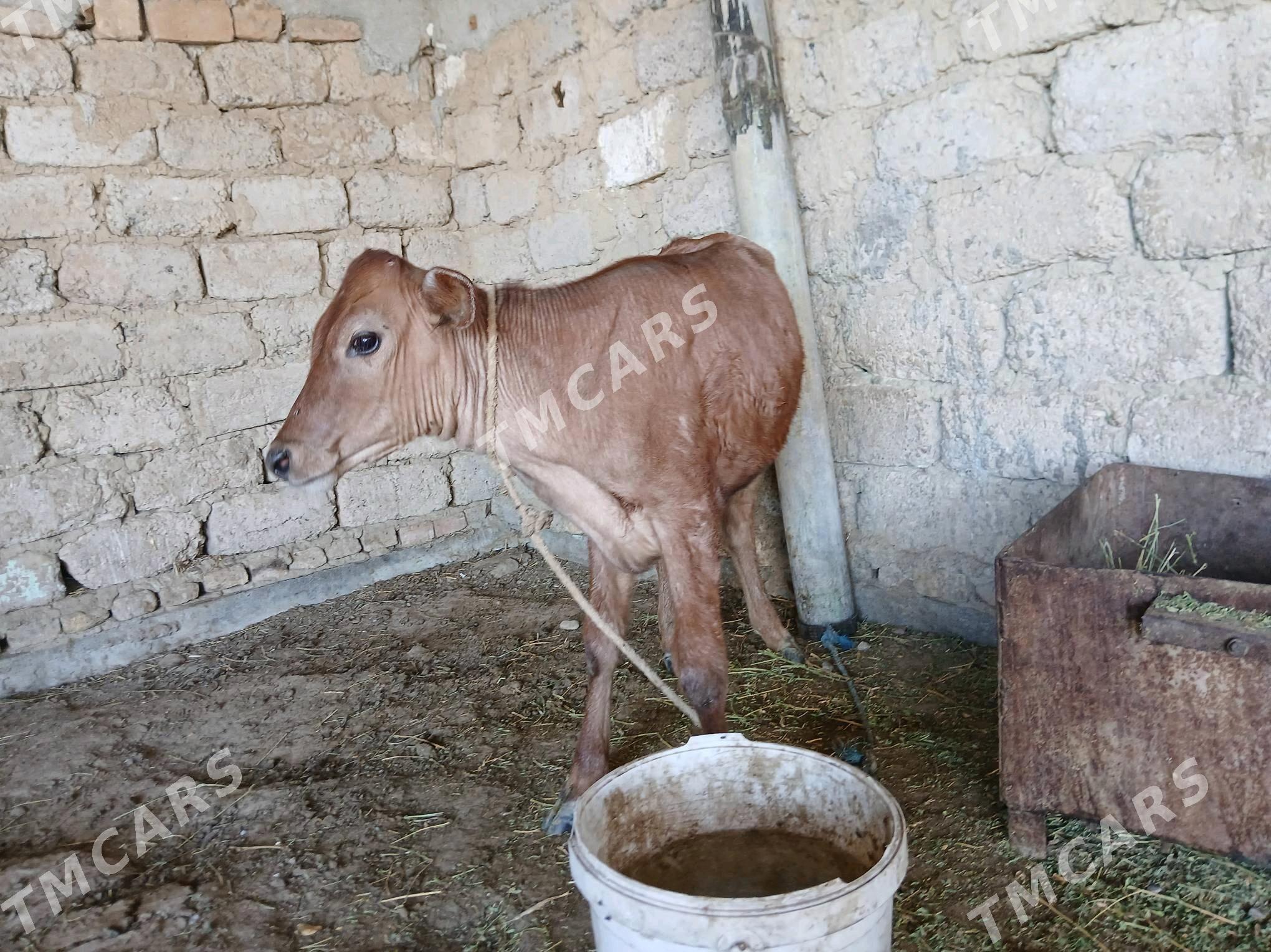 goleli sygyr - Ак-Бугдайский этрап - img 3