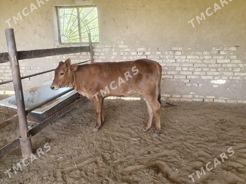 gulajyn gole - Wekilbazar - img 3