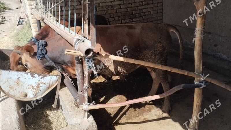 Sagdynja meydan okuzler - Babadaýhan - img 2