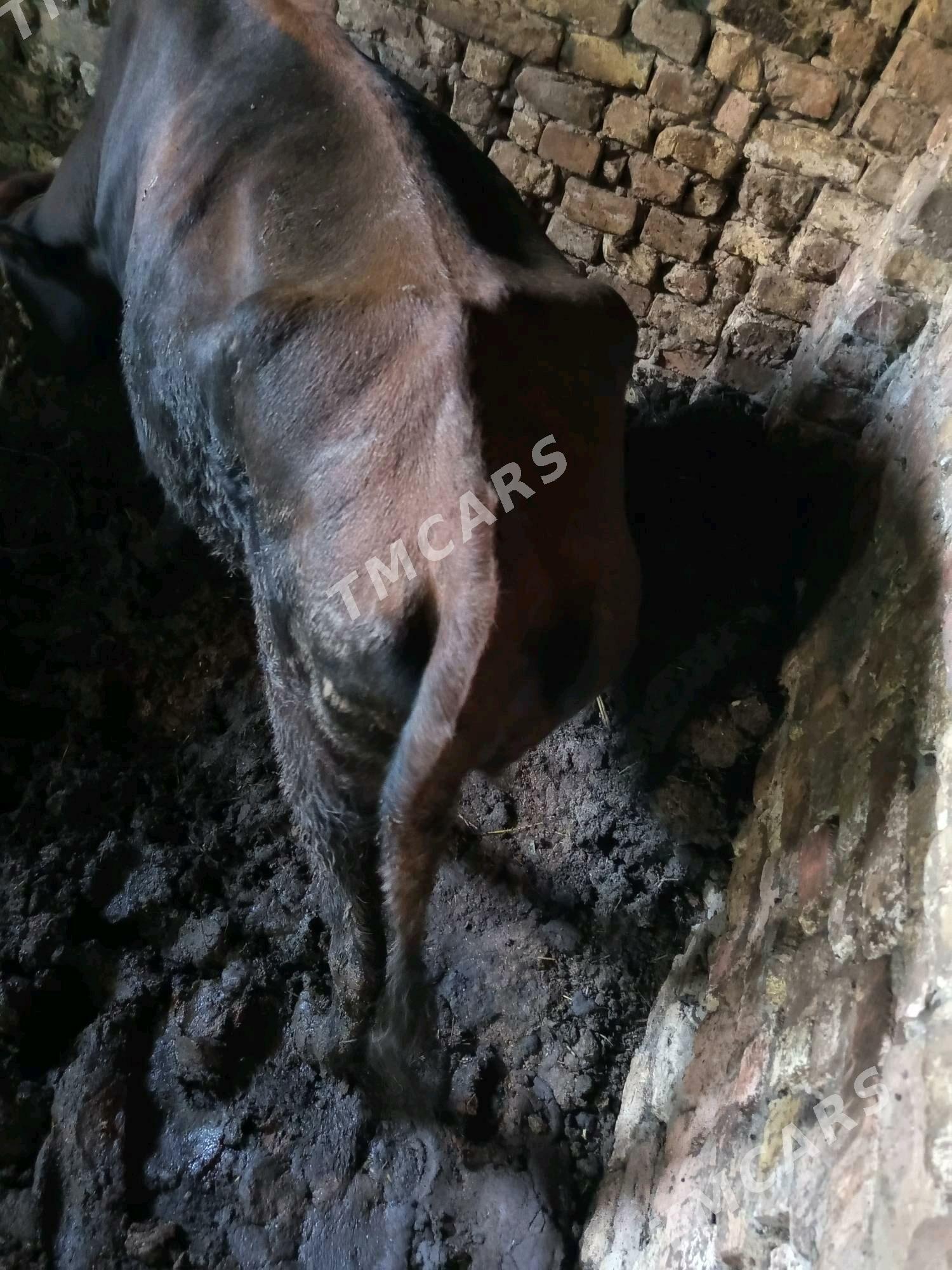 gysyr sygyr - Türkmenabat - img 3