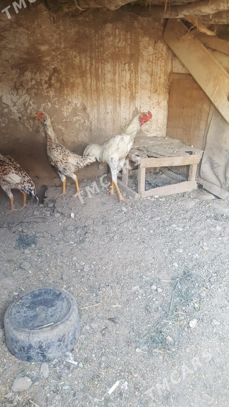 baysy - Sakar - img 3