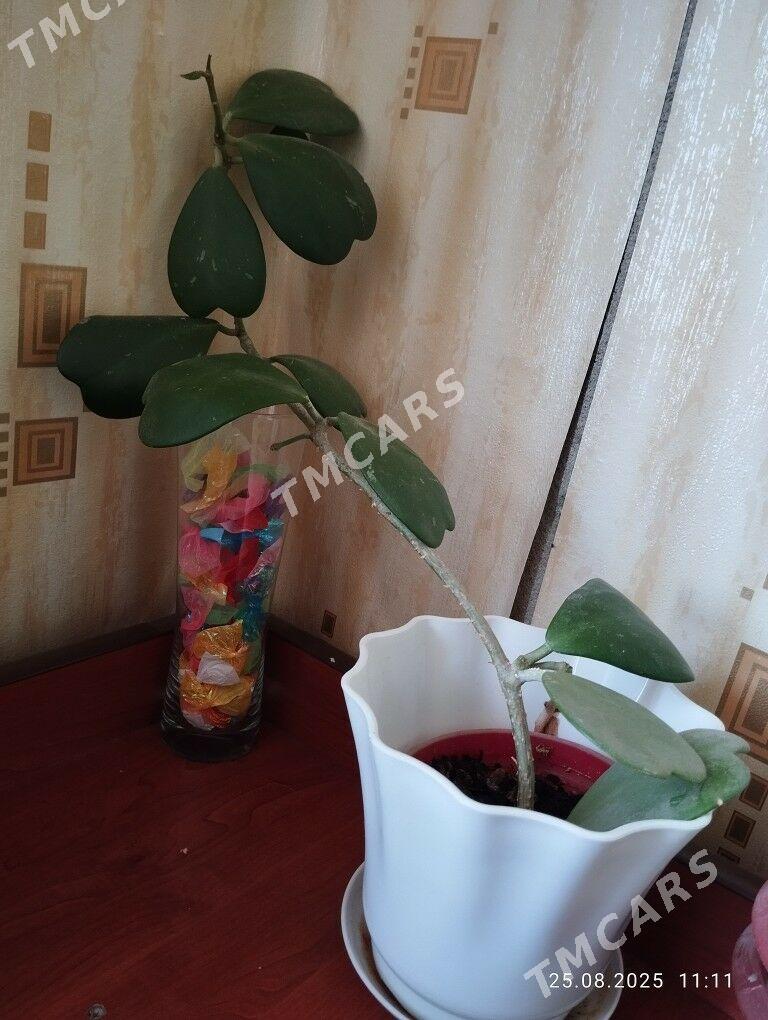 цветы - Türkmenbaşy - img 3