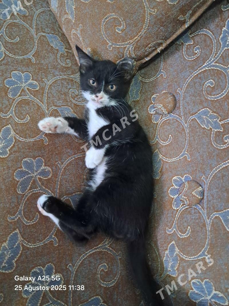 pişik - Mary - img 2
