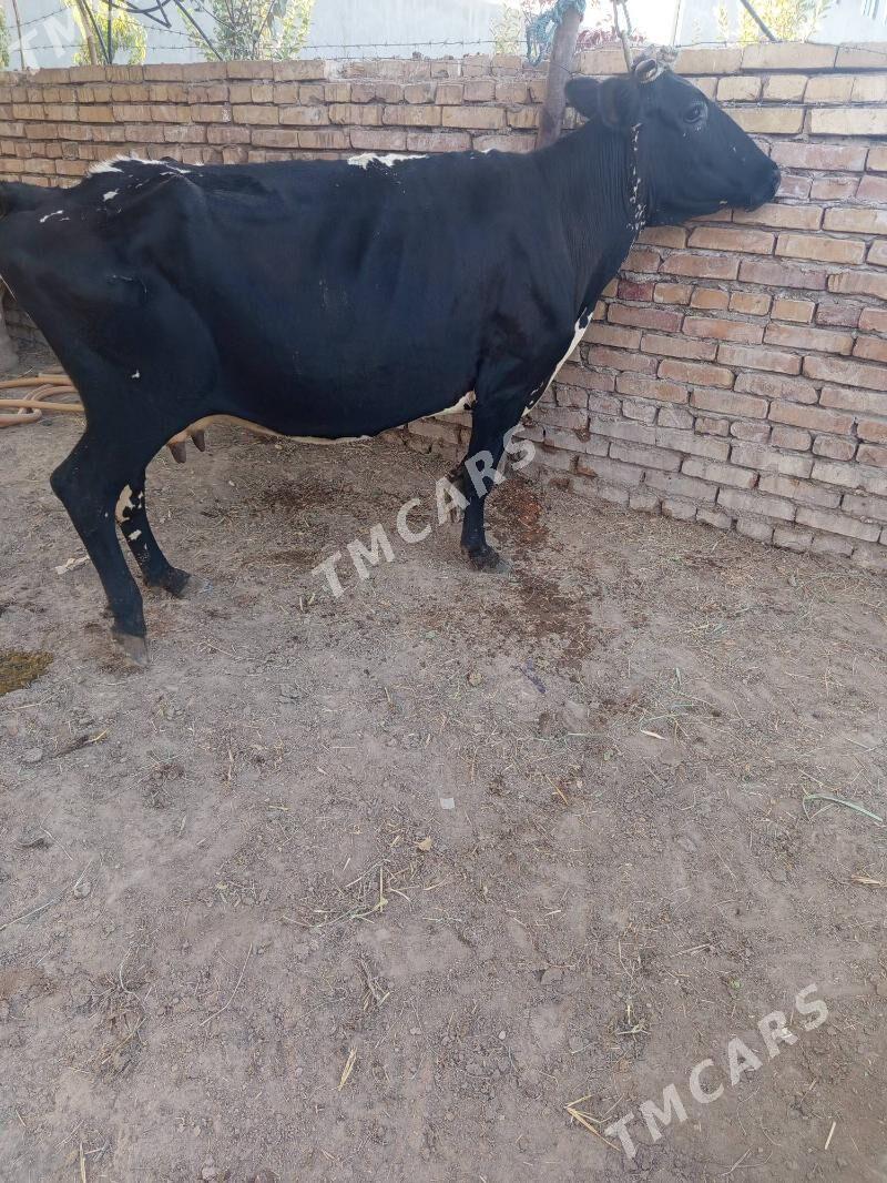 самиз сыгырлар - Türkmenabat - img 5