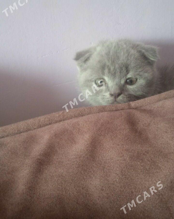 Котята - Türkmenabat - img 3