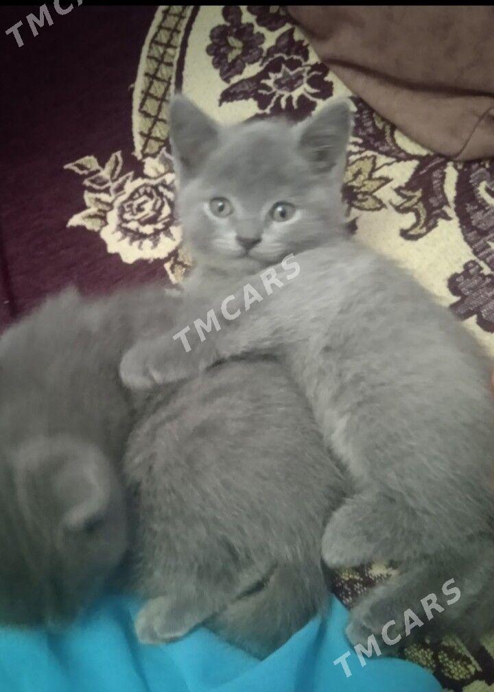 Котята - Türkmenabat - img 2