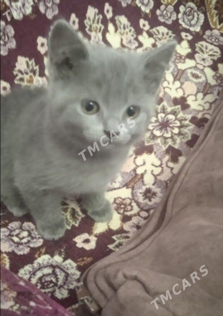 Котята - Türkmenabat - img 5