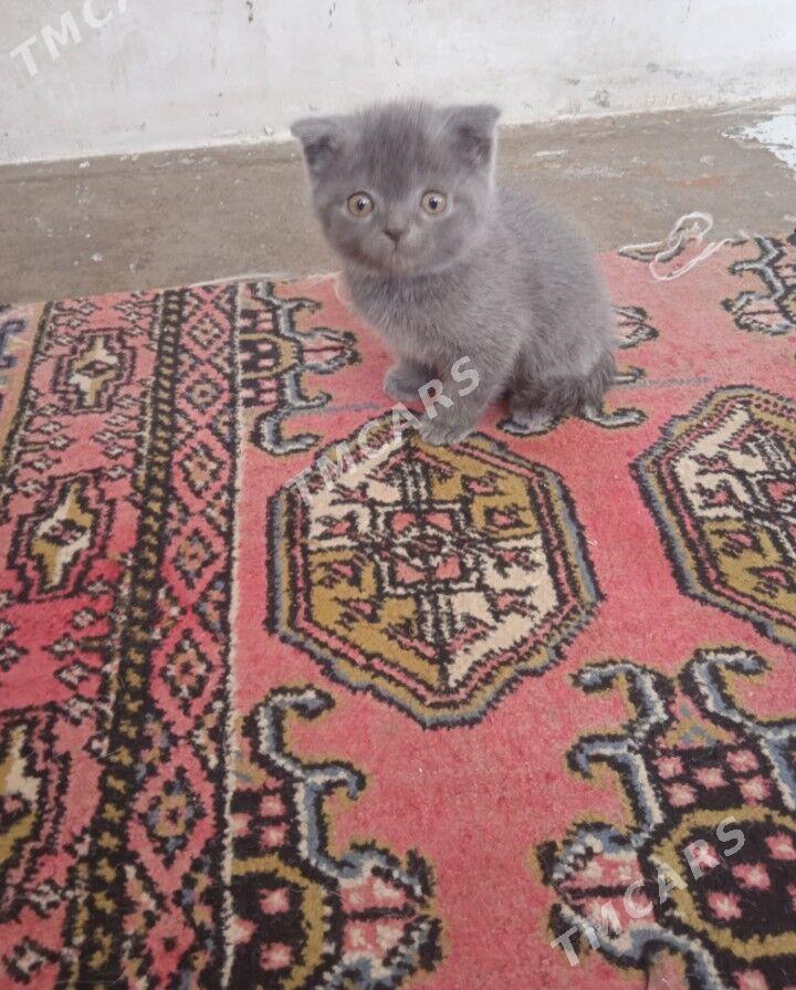 Котята - Türkmenabat - img 7