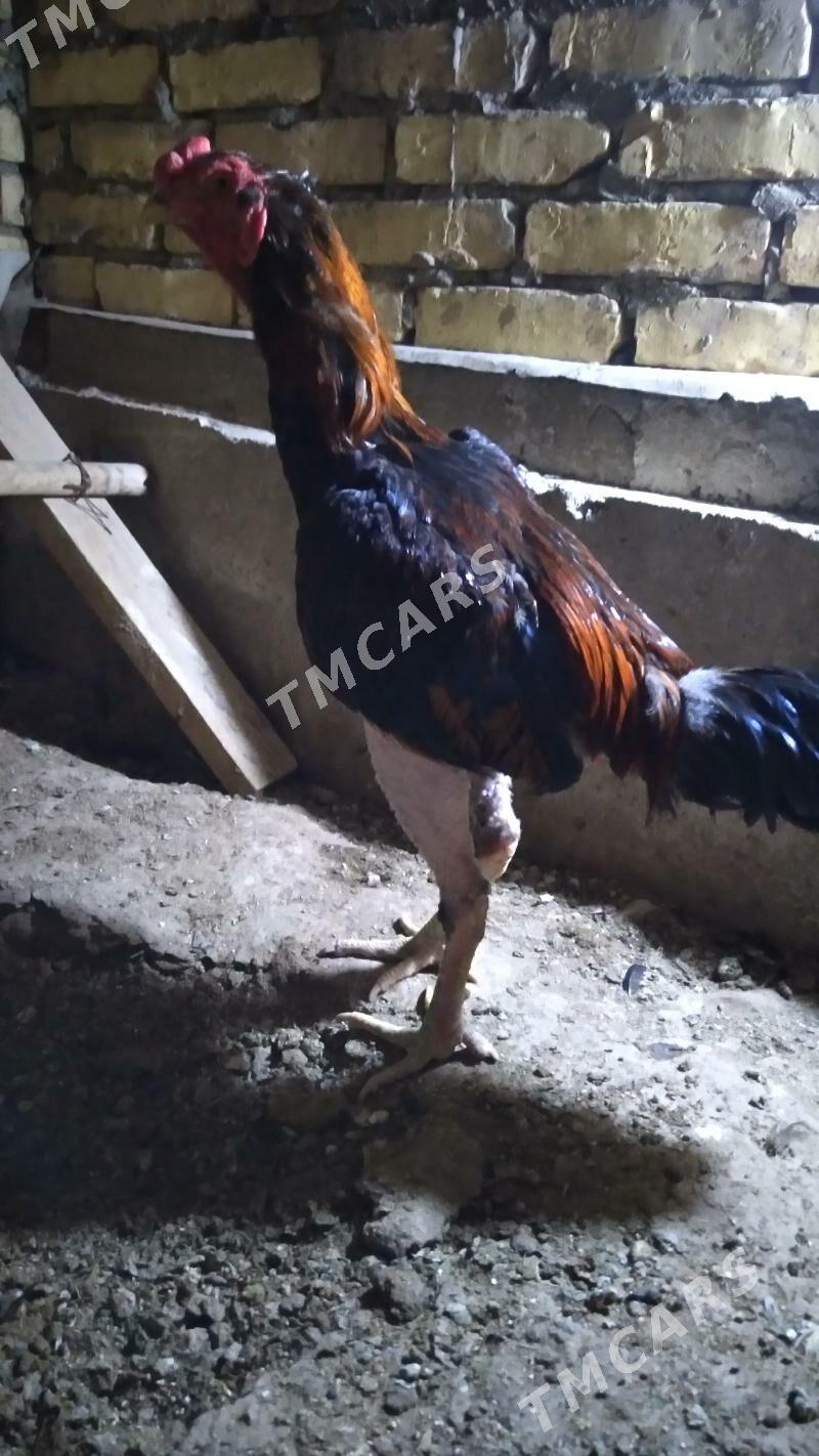 taşken horaz - Дашогуз - img 3