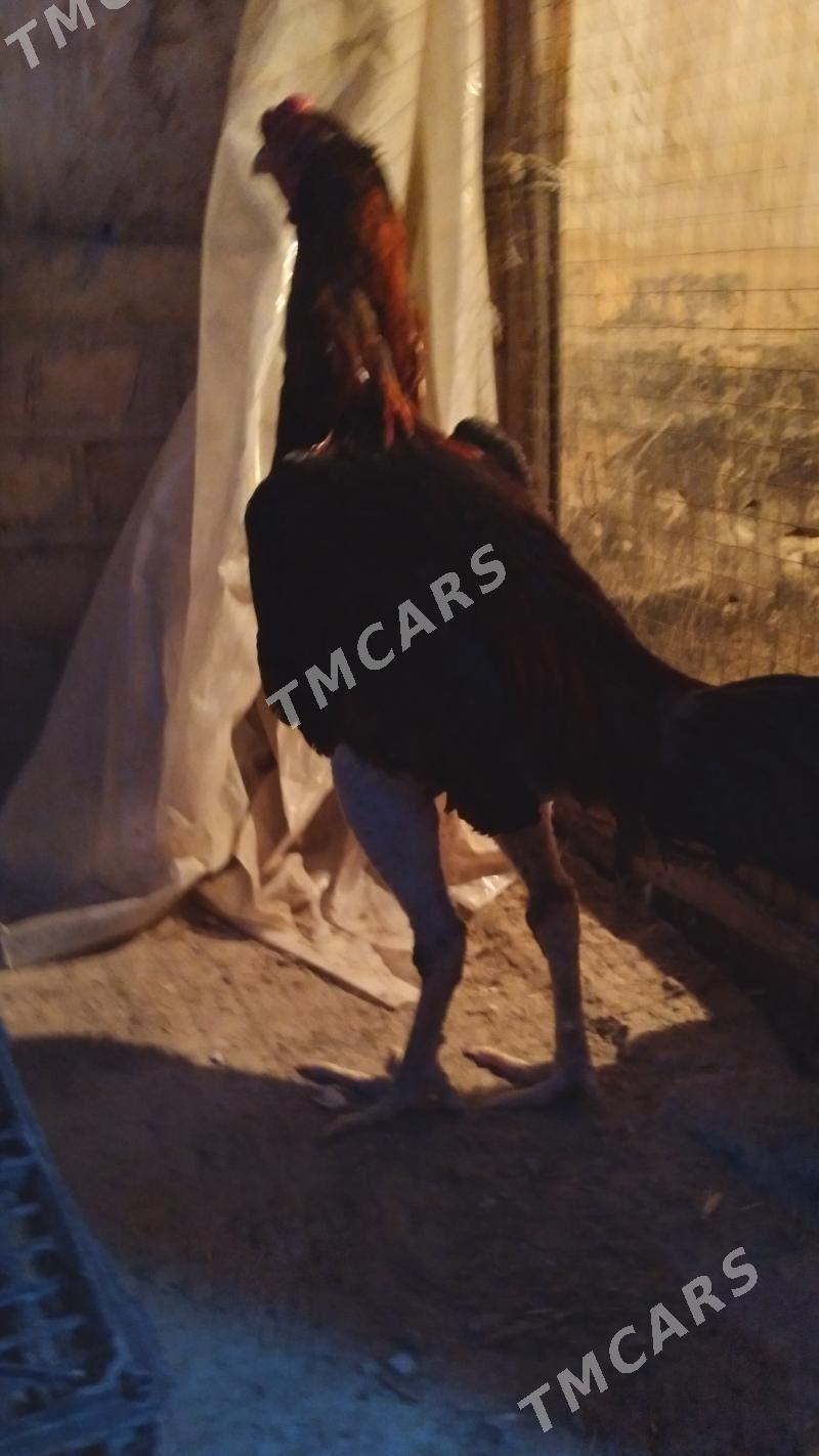 taşken horaz - Дашогуз - img 2