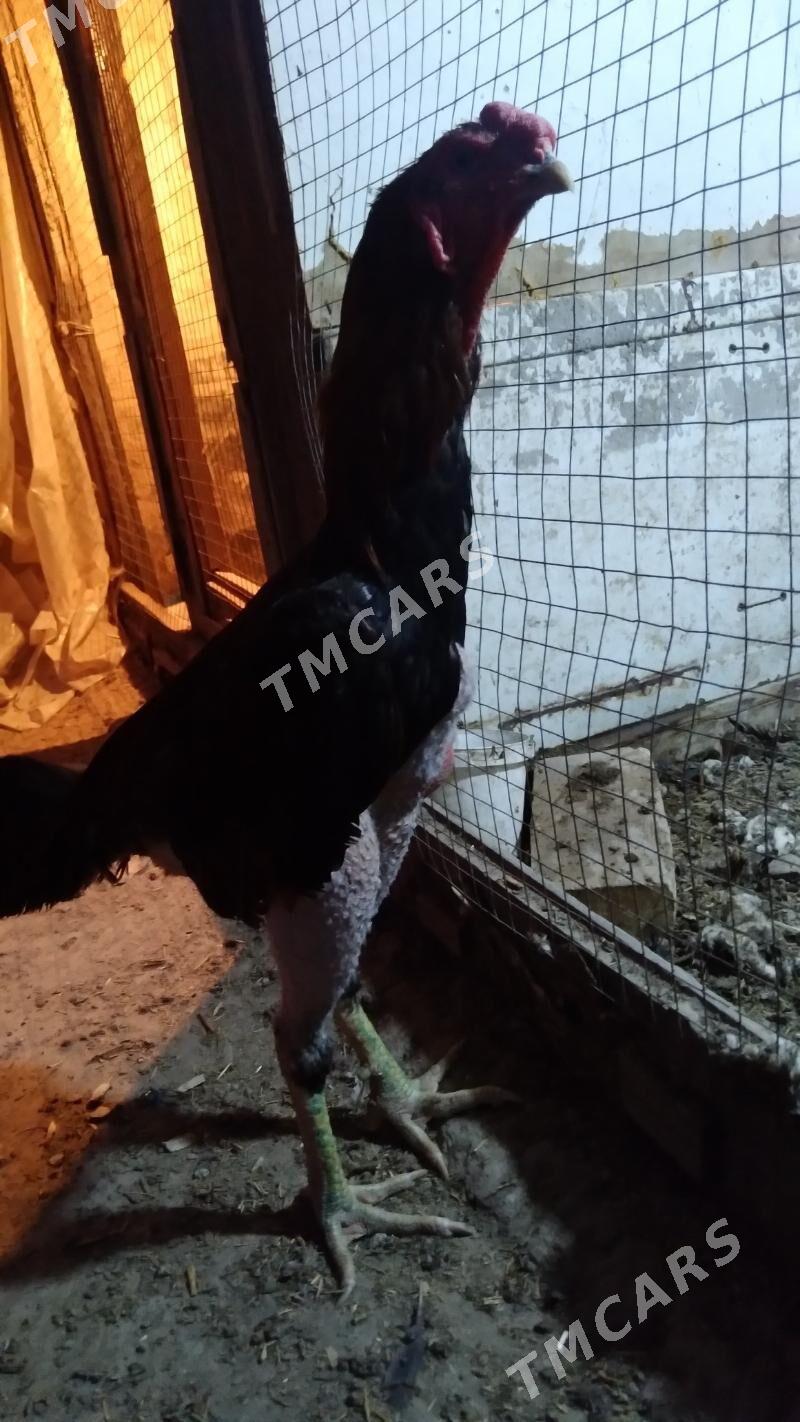 taşken horaz - Дашогуз - img 4