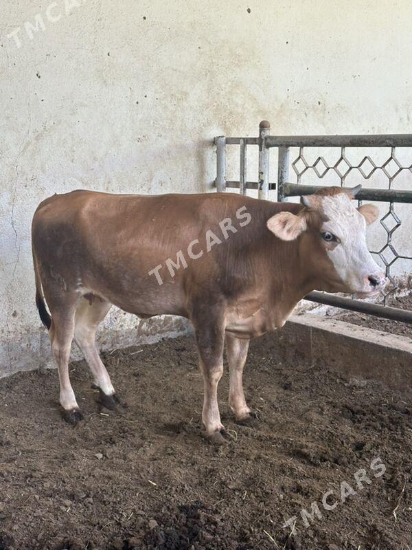Tuwe - Ашхабад - img 3