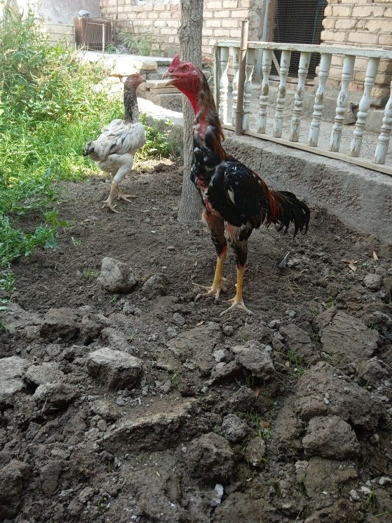 horaz balasi. per - Дашогуз - img 4