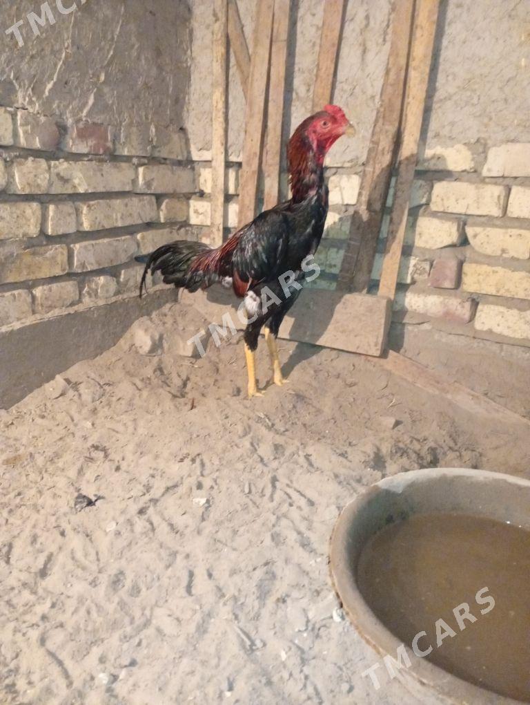 horaz - Daşoguz - img 3