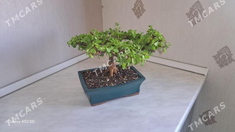BONSAI - Мары - img 2