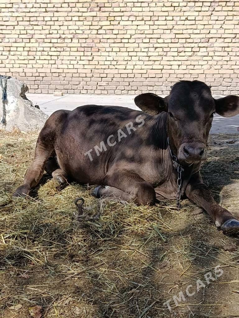 tohum okuz - Gökdepe - img 2