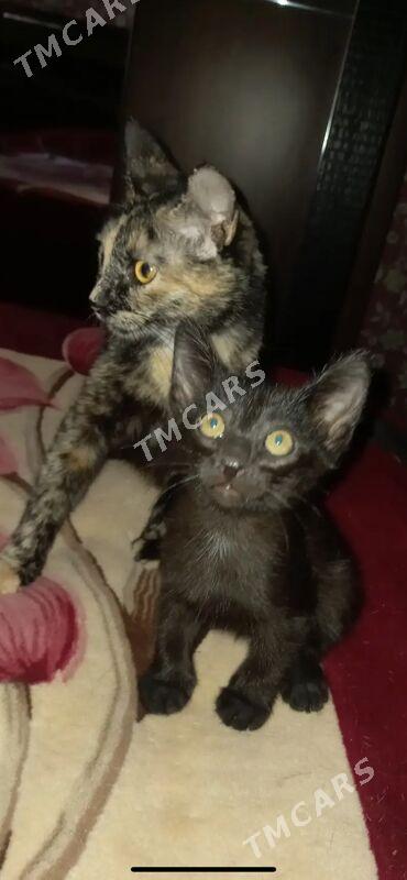 Котята - Türkmenbaşy - img 2