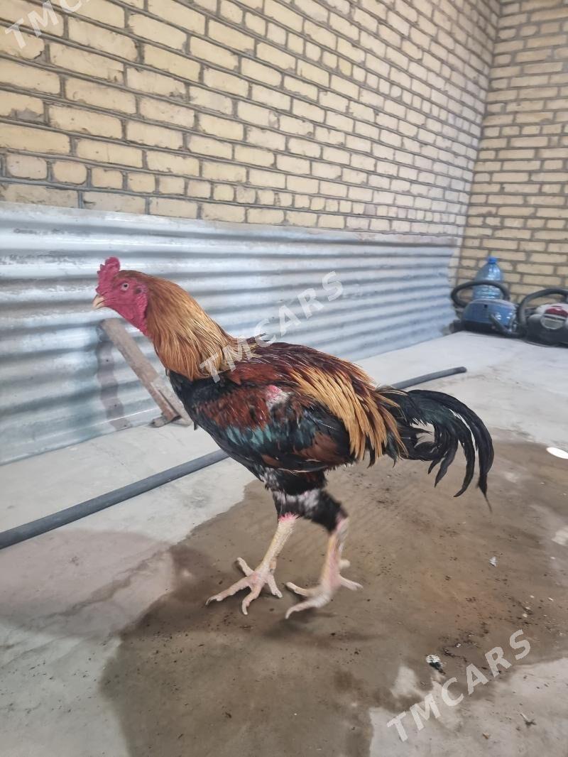 Horaz - Türkmenabat - img 3
