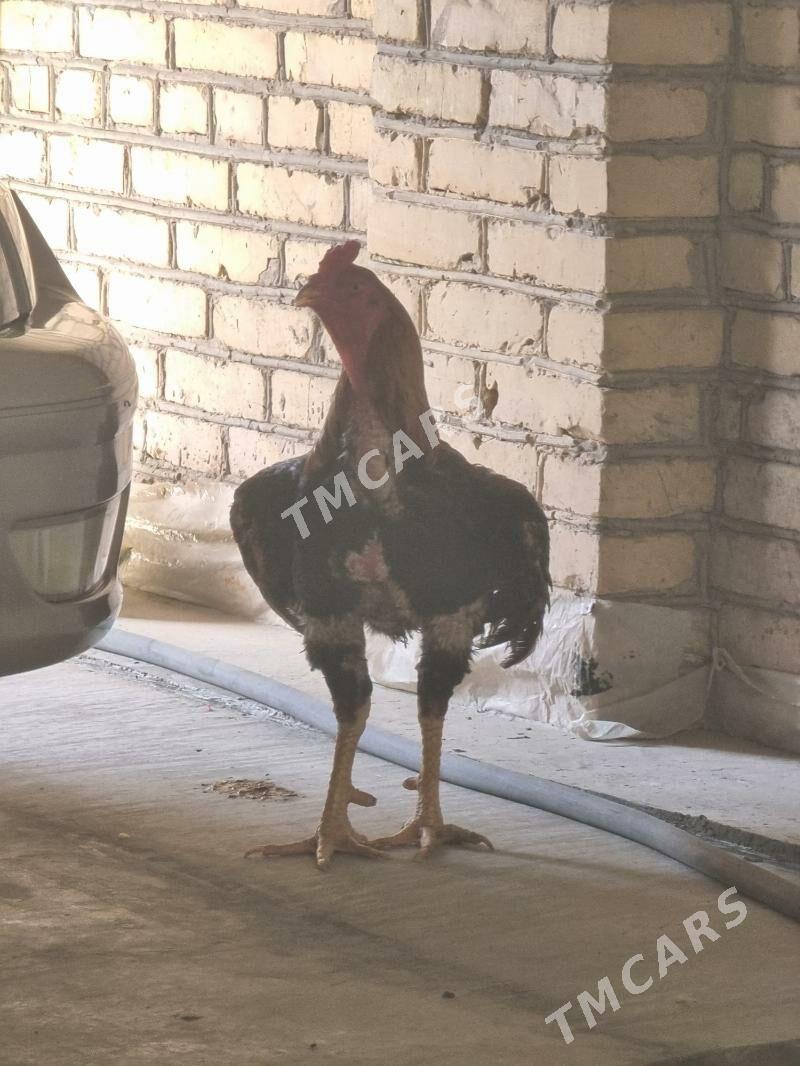 Horaz - Türkmenabat - img 2