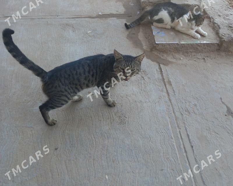 pisik - Sarahs - img 3