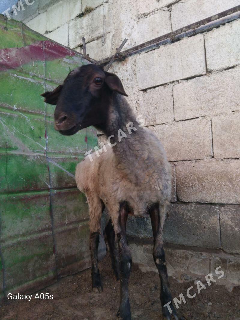 goýunlar we geçiler - Çoganly - img 2
