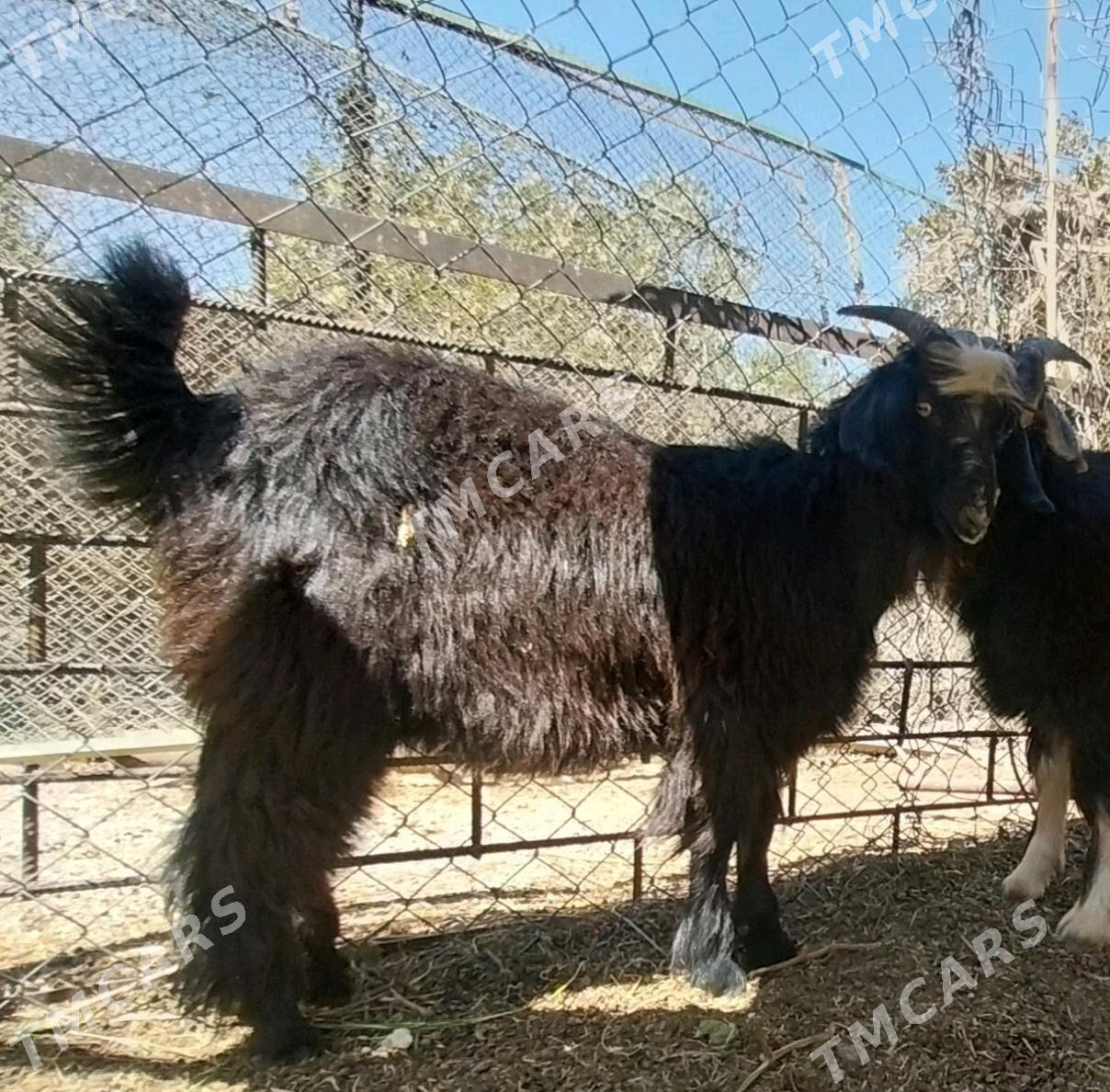 cewisler - Köşi - img 3