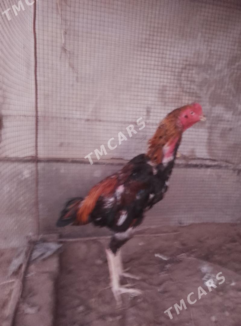 horaz - Türkmenabat - img 2