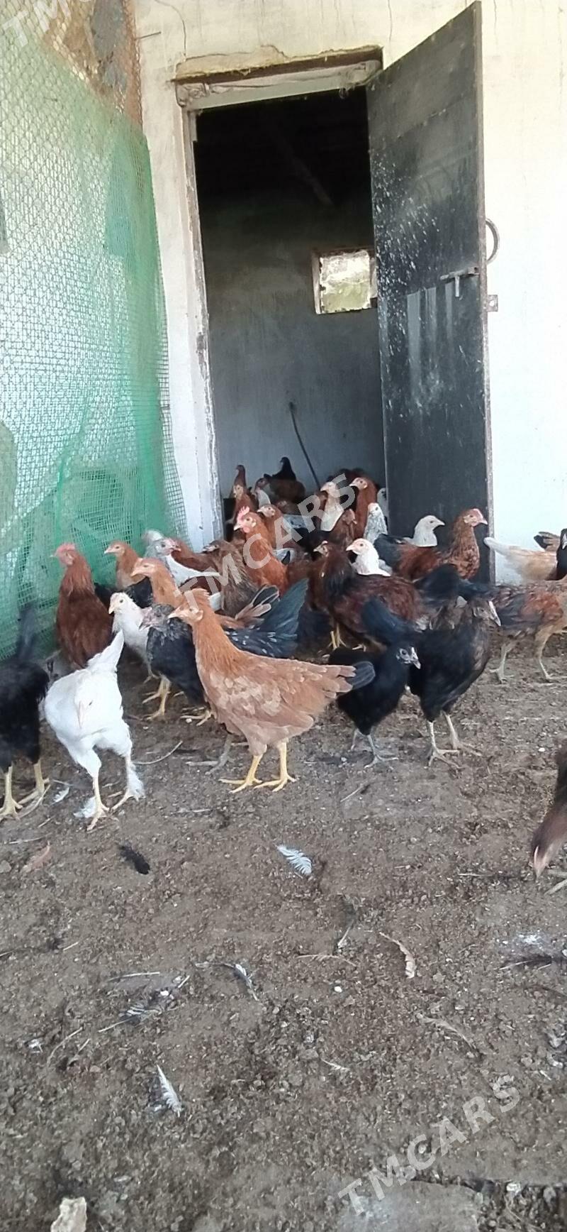 Jüýje, jüje, towuk - Wekilbazar - img 2