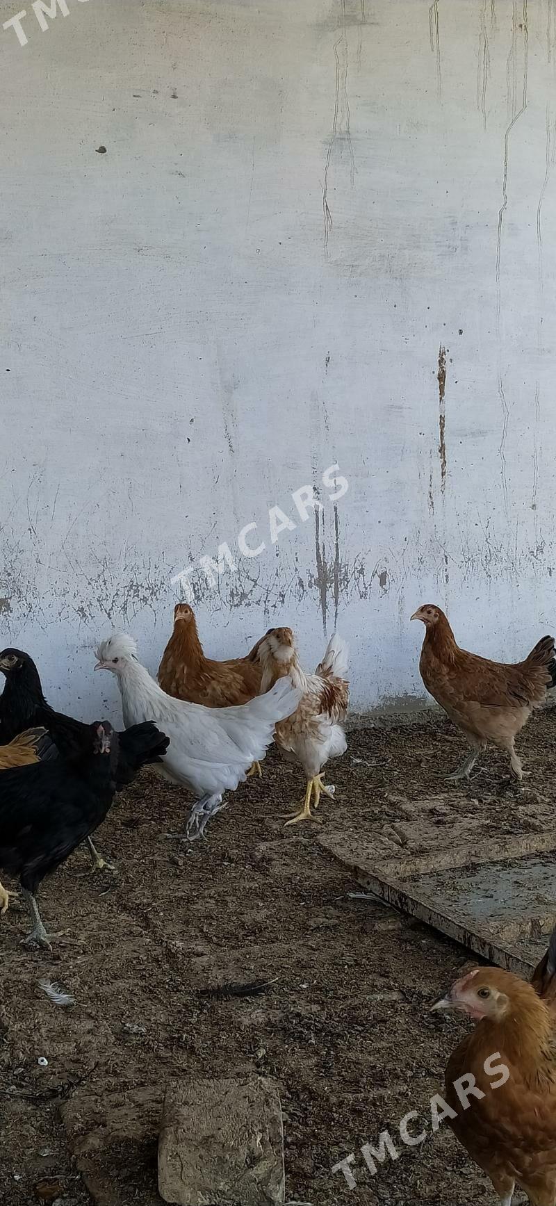 Jüýje, jüje, towuk - Wekilbazar - img 6