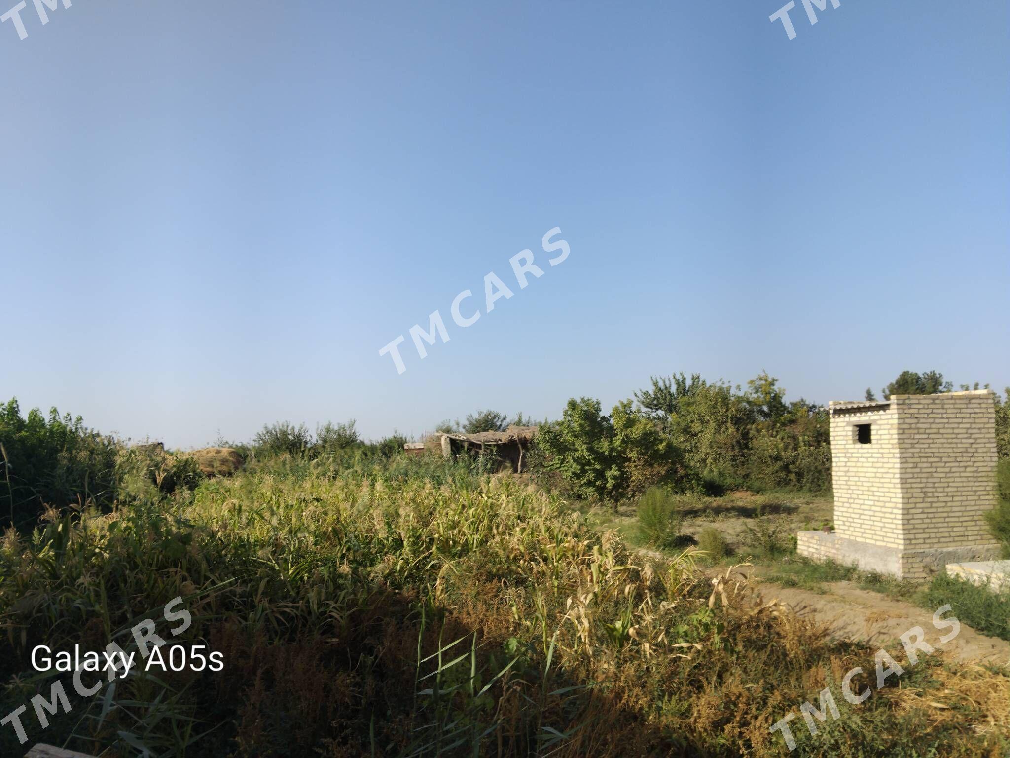 Hașal mal oty - Dänew - img 2