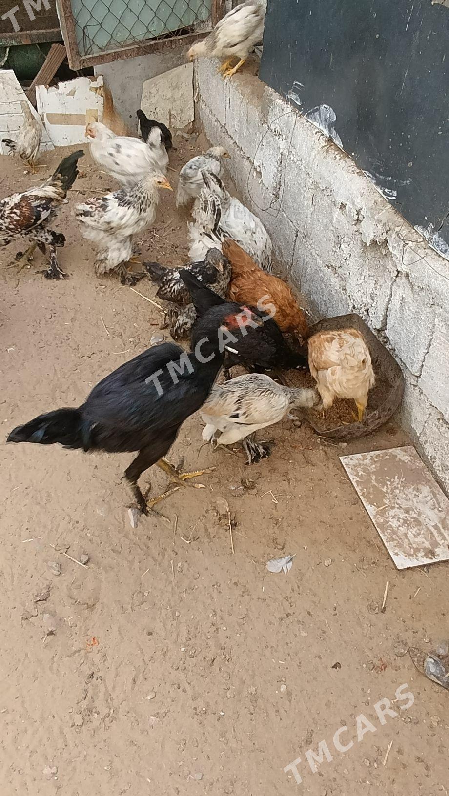 Brama Balgar.Blu juyjeler - Çoganly - img 3