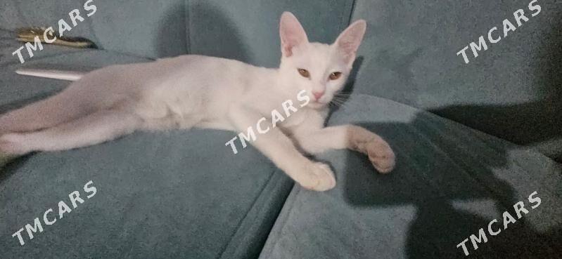 Котенок - Täze zaman - img 2