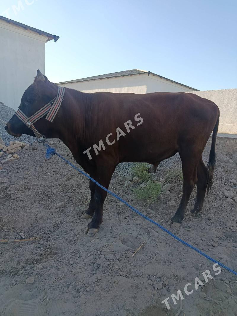 öküz - Şabat etr. - img 3