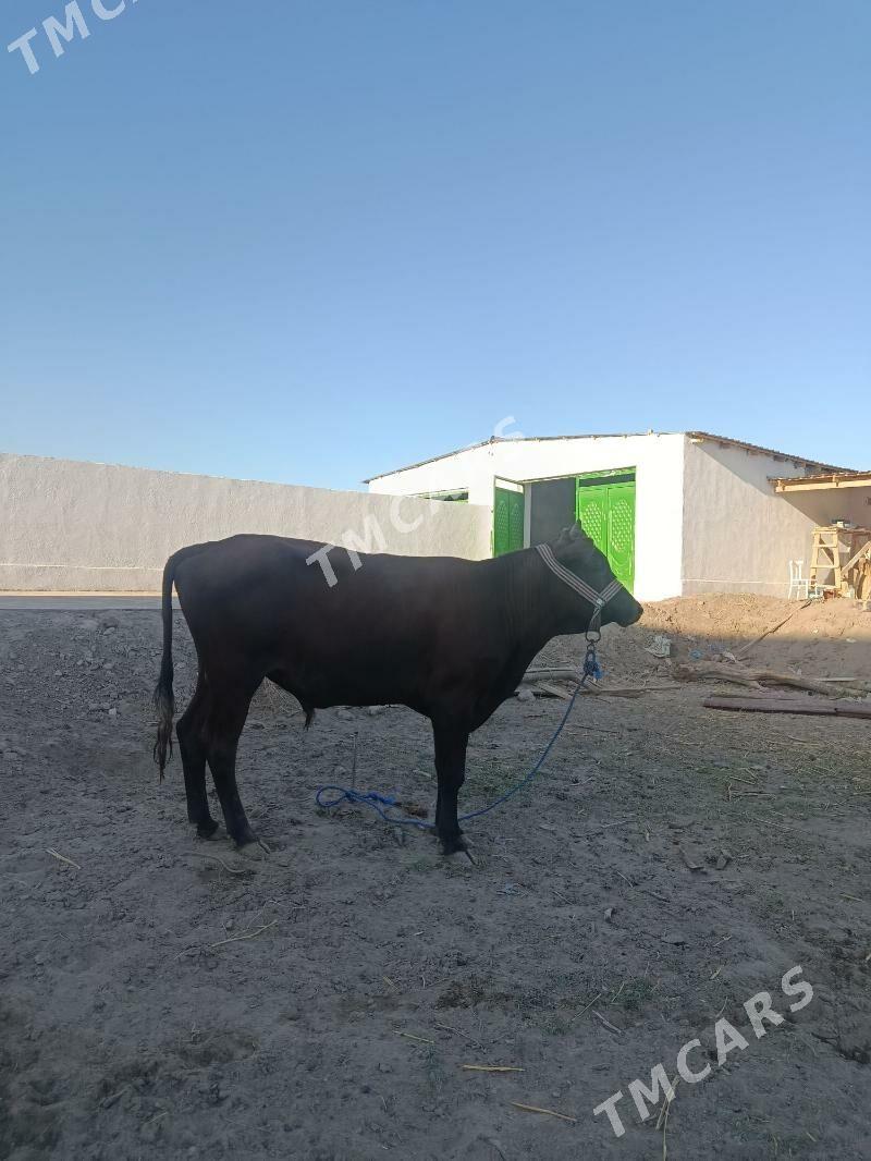 öküz - Şabat etr. - img 5