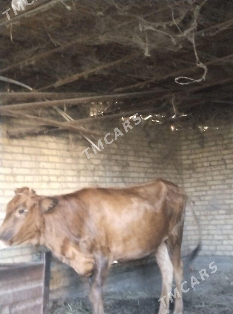 semiz unajyn - Çärjew - img 3