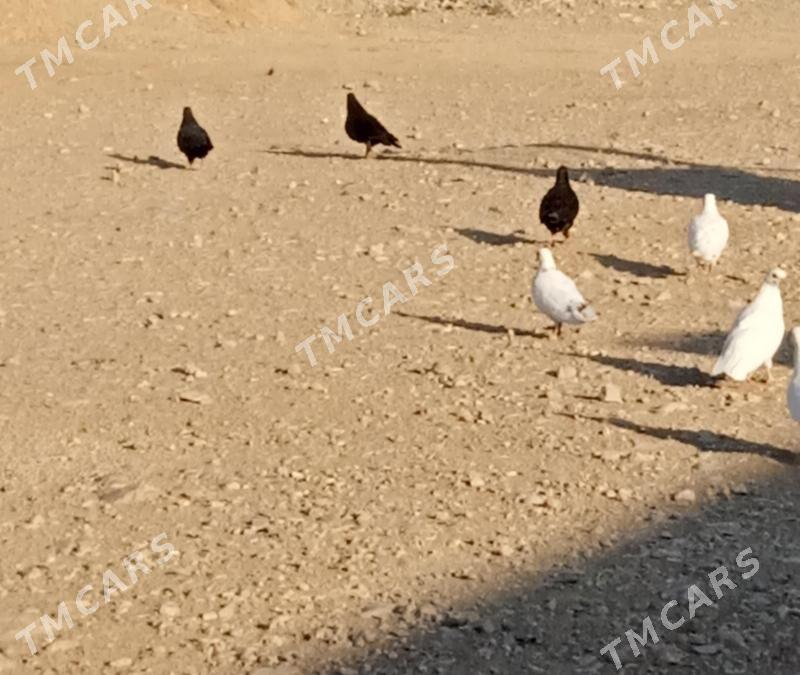 Kepderi - Balkanabat - img 2