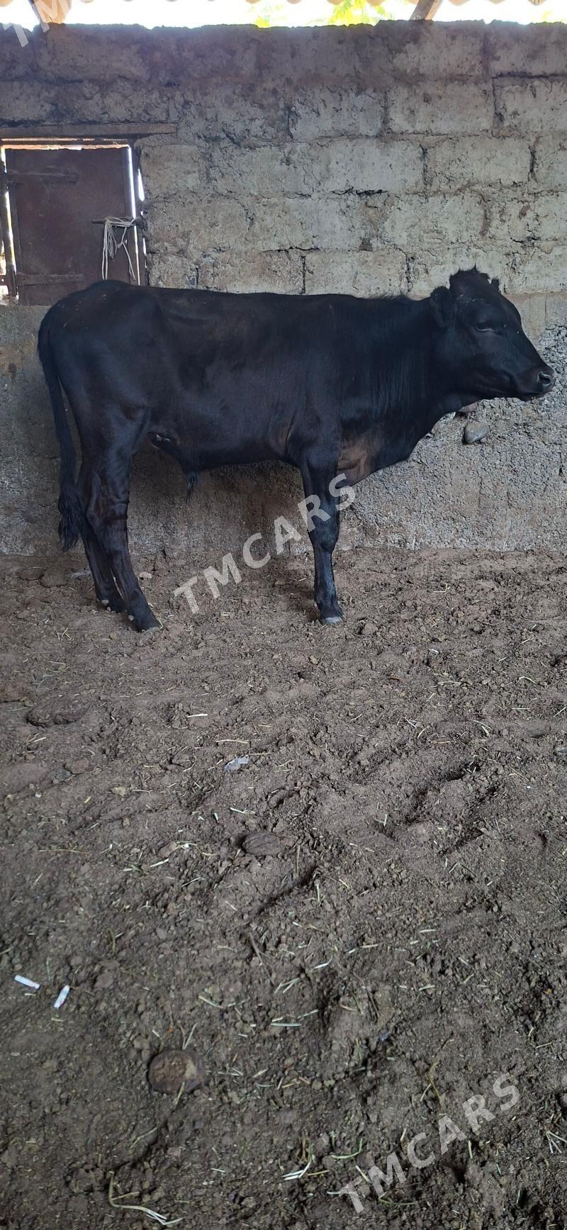 3 Öküz - Büzmeýin - img 2
