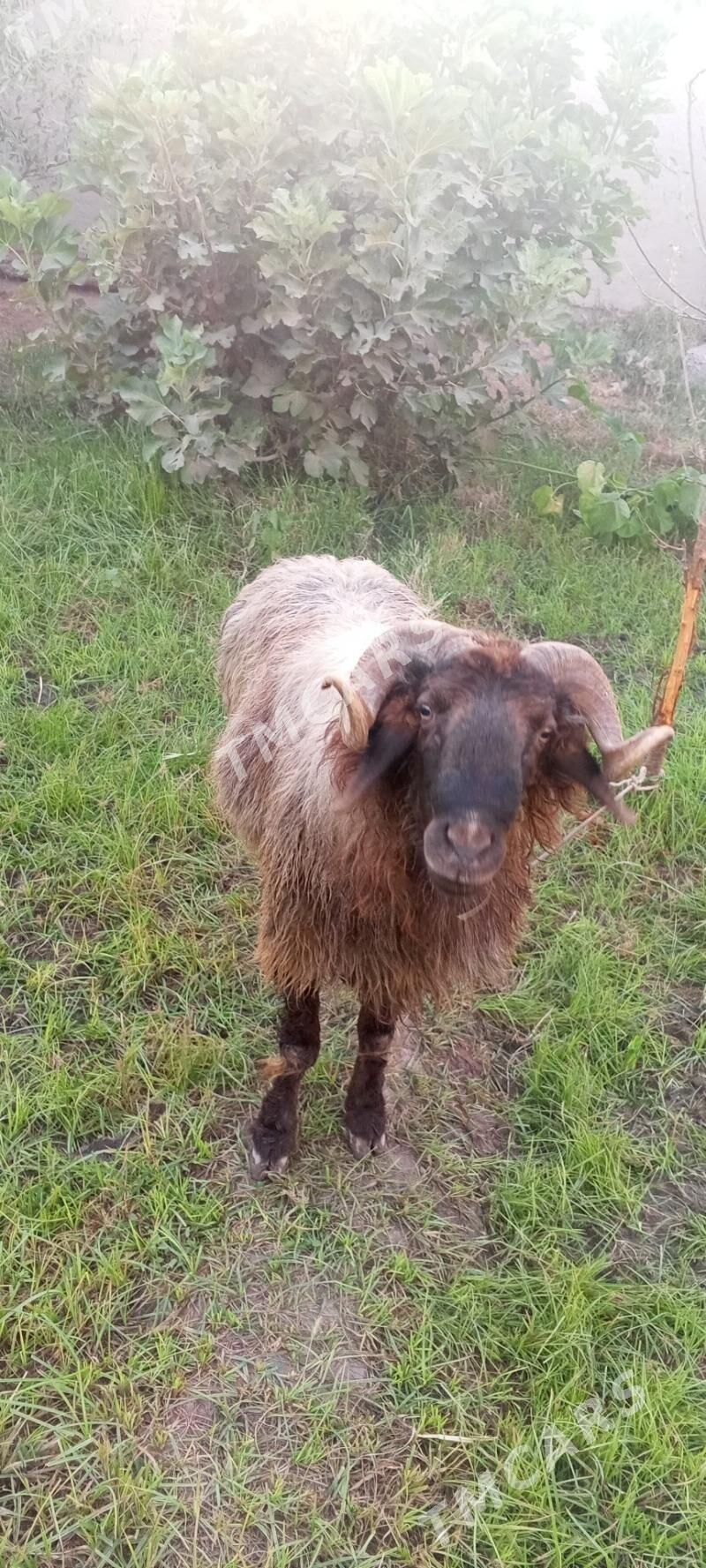 goc - Daşoguz - img 1