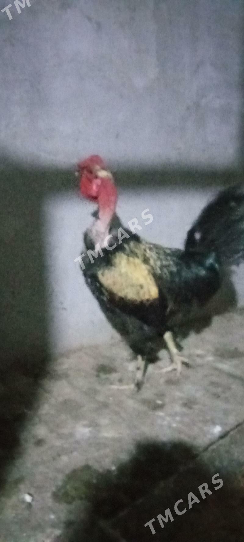 horaz - Çärjew - img 3