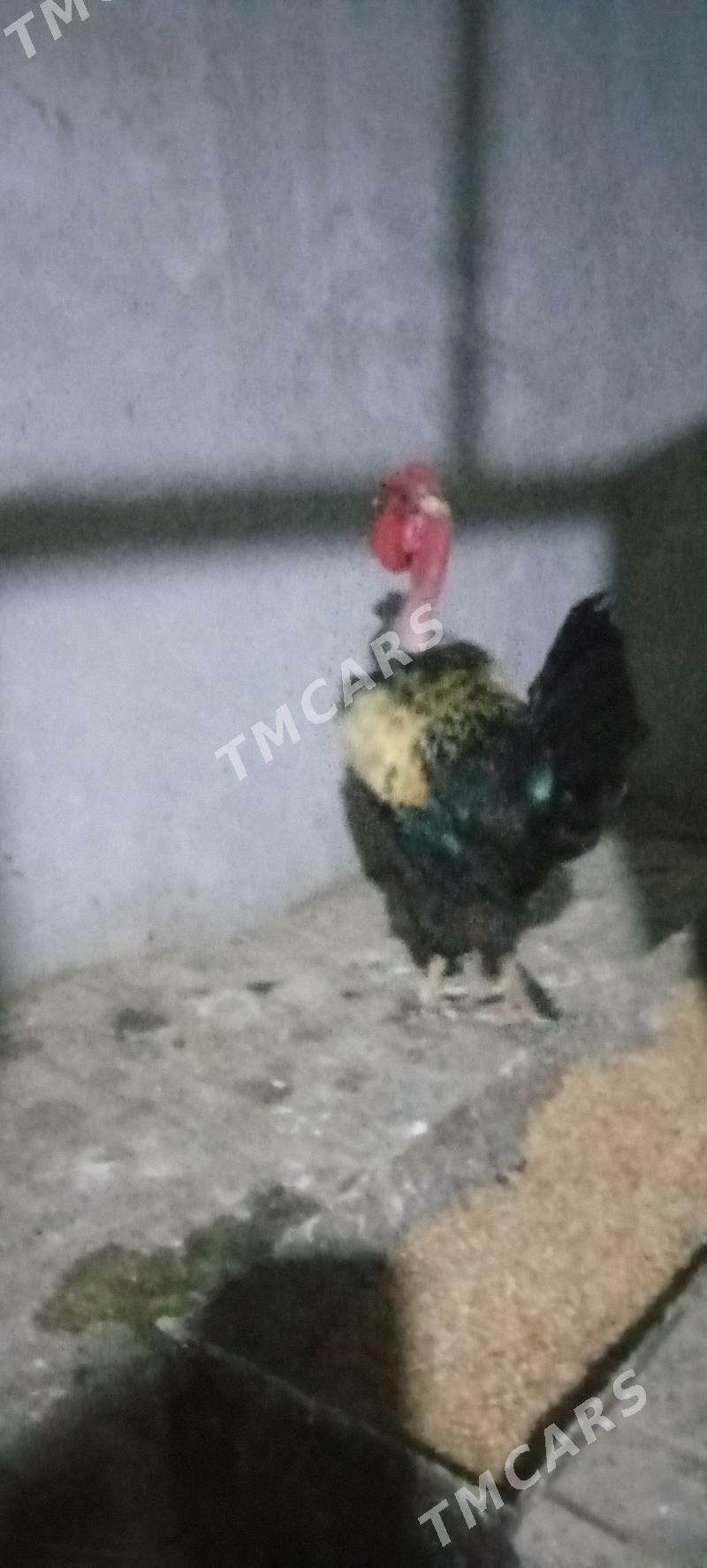 horaz - Çärjew - img 2