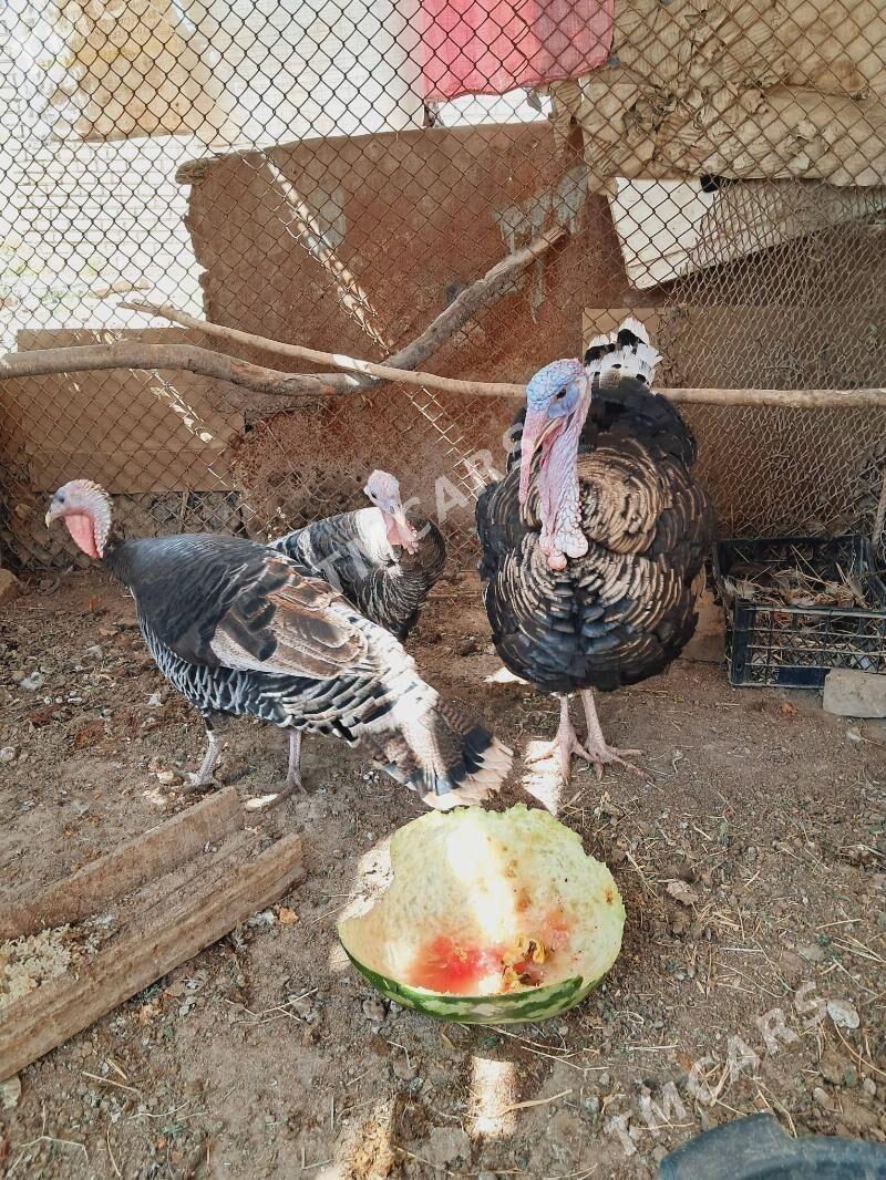Indyuk - Halaç - img 3