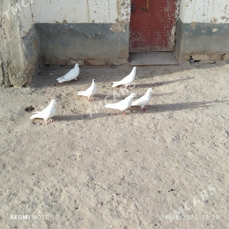 kepderi - Gyzylarbat - img 5