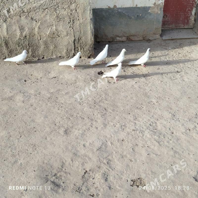 kepderi - Gyzylarbat - img 3