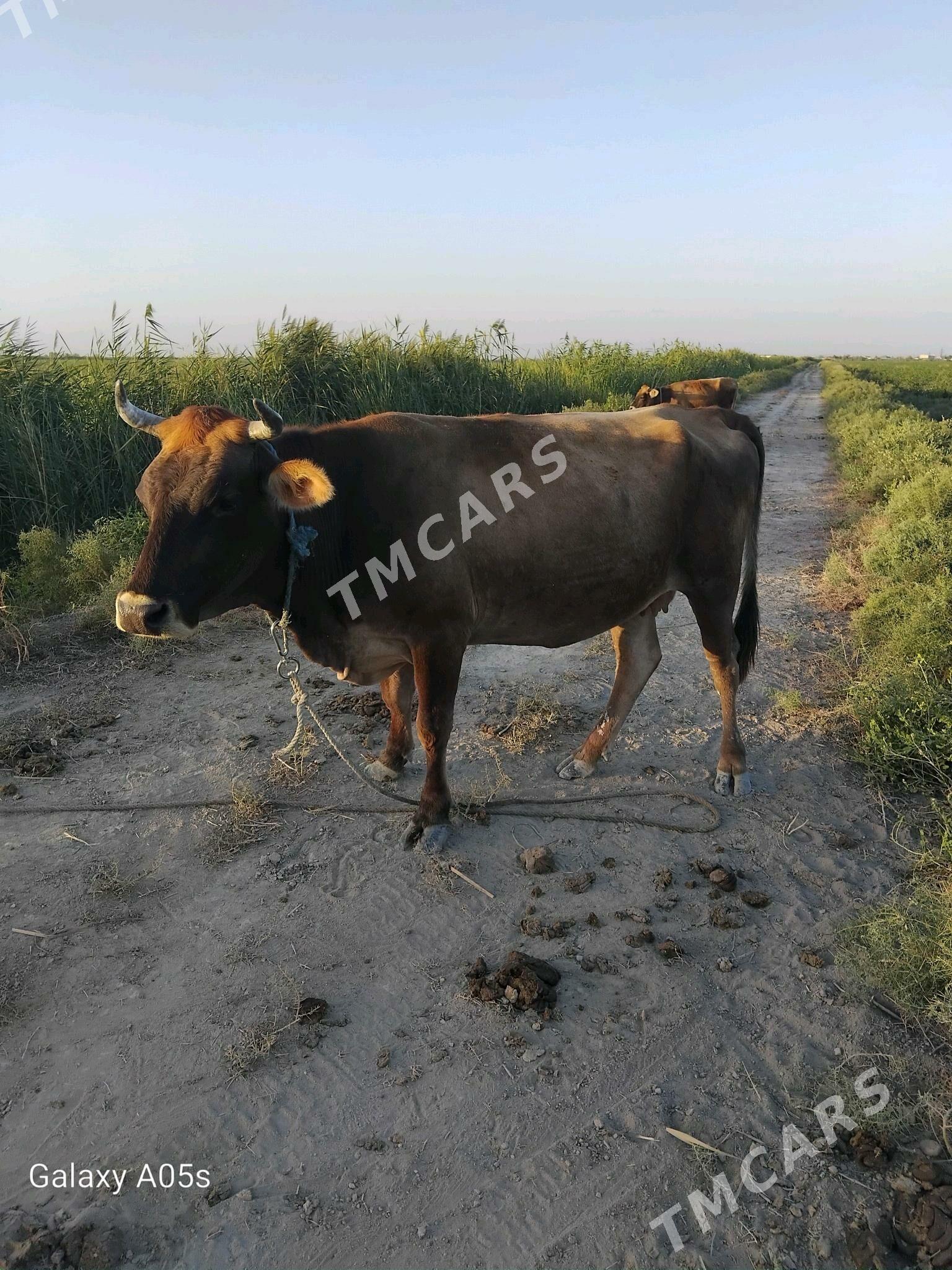 Bogaz sygyr - Яшлык - img 2